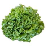 Salat Batavia grün