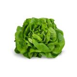 Salat Kopfsalat grün