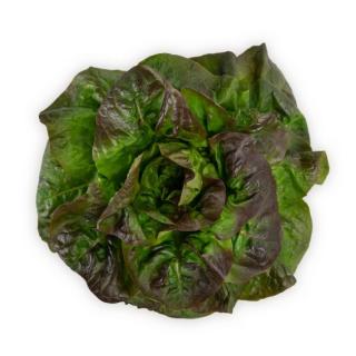 Salat Batavia rot