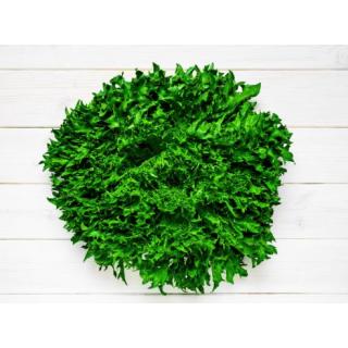 Salat Endivie