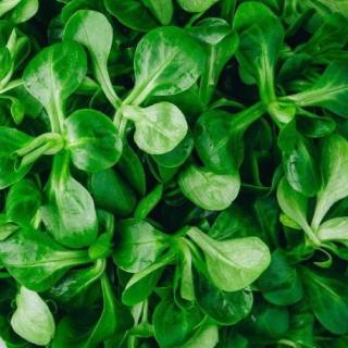 Feldsalat