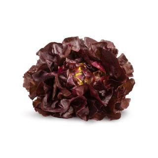 Salat Kopfsalat rot