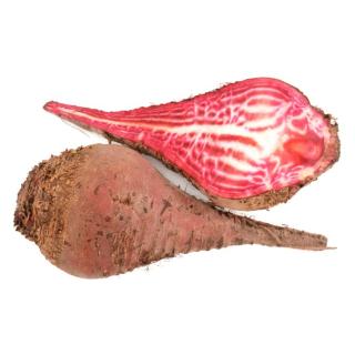 Bete marmoriert Chioggia