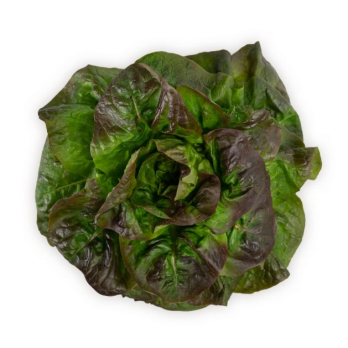 Salat Batavia rot