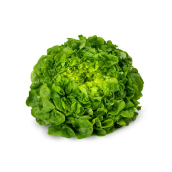 Salat Eichblatt grün