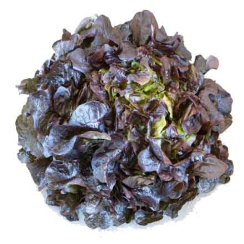 Salat Eichblatt rot
