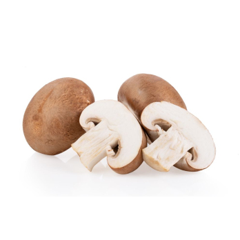 Pilz Steinchampignon