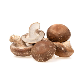 Pilz Shiitake