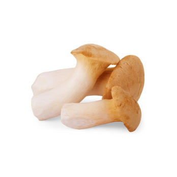 Pilz Kräuterseitling