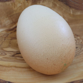 Eier einzeln (nur als Gebinde 30St)