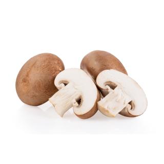 Pilz Steinchampignon