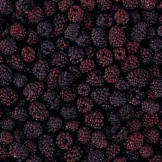 TK Brombeeren 10kg DFE