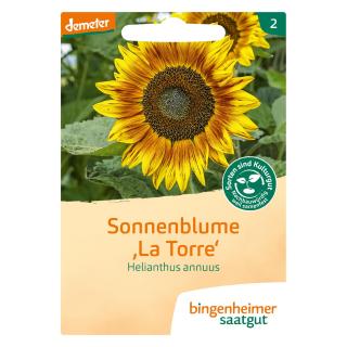 Sonnenblume La Torre BIN
