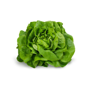 Salat Kopfsalat grün