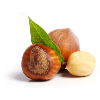 Haselnüsse in Schale